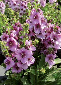 Verbascum 'Lavender Lass'